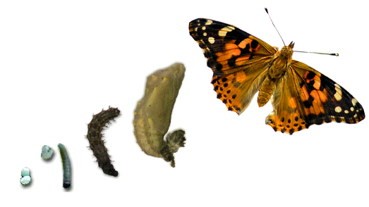 life cycle of a painted lady butterfly